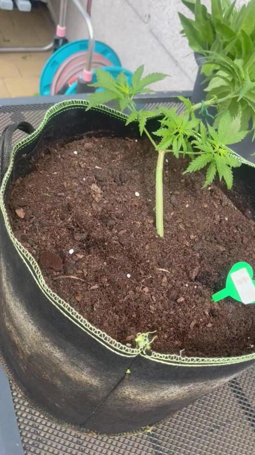 CCG X Green House Seed