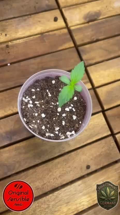 C.C.G / O.S.S Grow Event