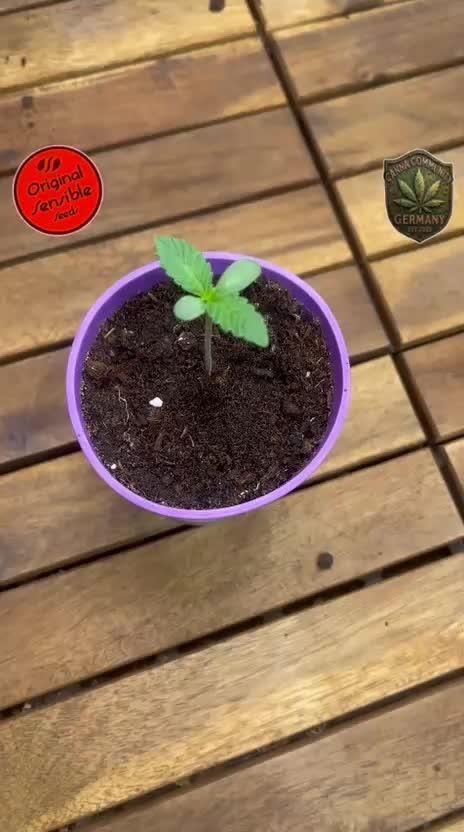 C.C.G / O.S.S Grow Event