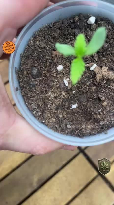 C.C.G / O.S.S Grow Event