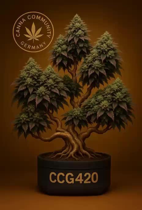 CCG X Green House Seed