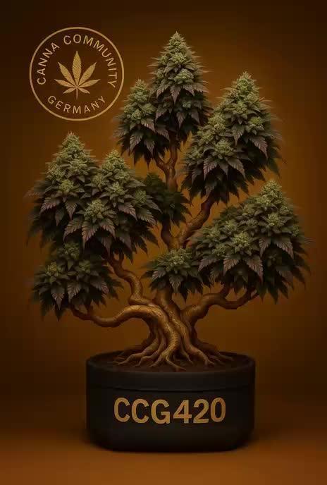C.C.G / O.S.S Grow Event