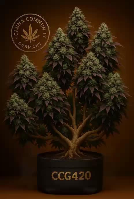 C.C.G / O.S.S Grow Event