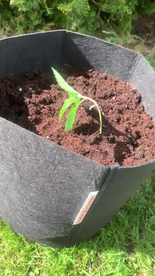 C.C.G / O.S.S Grow Event
