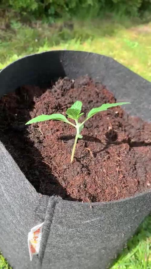 C.C.G / O.S.S Grow Event