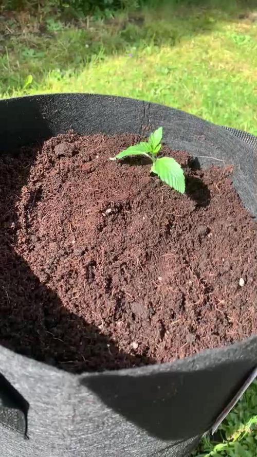 C.C.G / O.S.S Grow Event