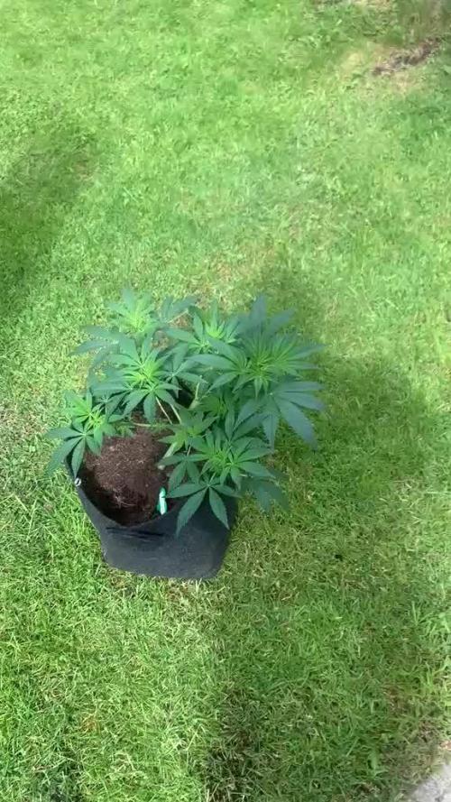 CCG X Green House Seed