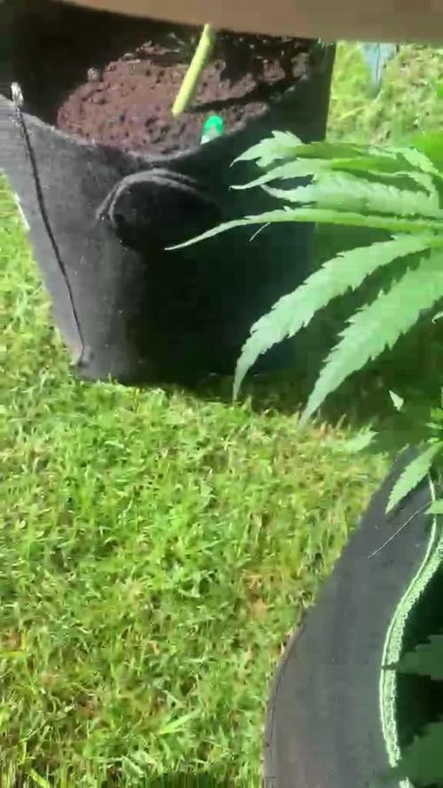 CCG X Green House Seed