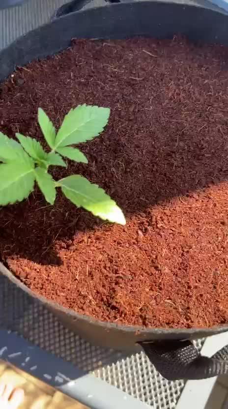 C.C.G / O.S.S Grow Event