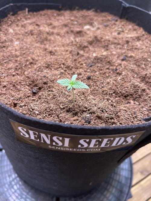 Mr. Nice G13 X Hash Plant. Week 0