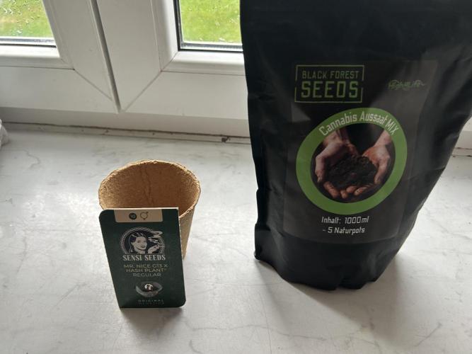 CCG x Sensi Seeds. Week 0