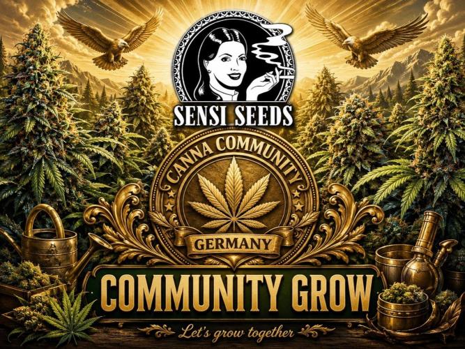 CCG x Sensi Seeds Grow. Week 0
