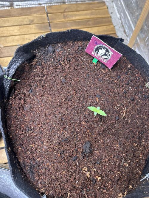 CCG x Sensi Seeds Grow. Week 1