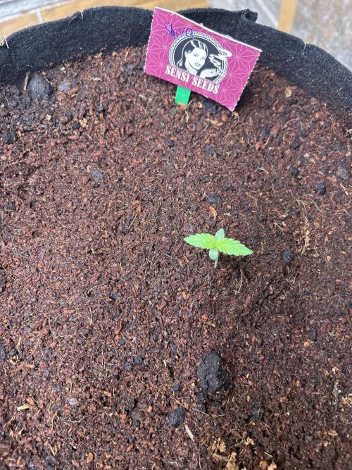 CCG x Sensi Seeds Grow. Week 1