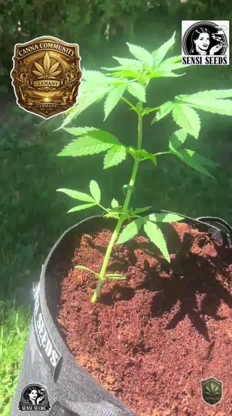 CCG x Sensi Seeds Grow