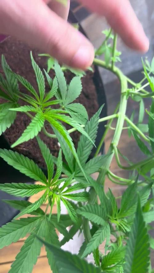 CCG x Sensi Seeds