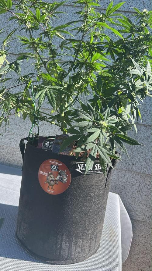 Mr. Nice G13 X Hash Plant Regular. Week 7