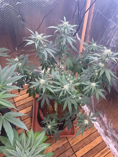 Mr. Nice G13 X Hash Plant Regular. Week 8