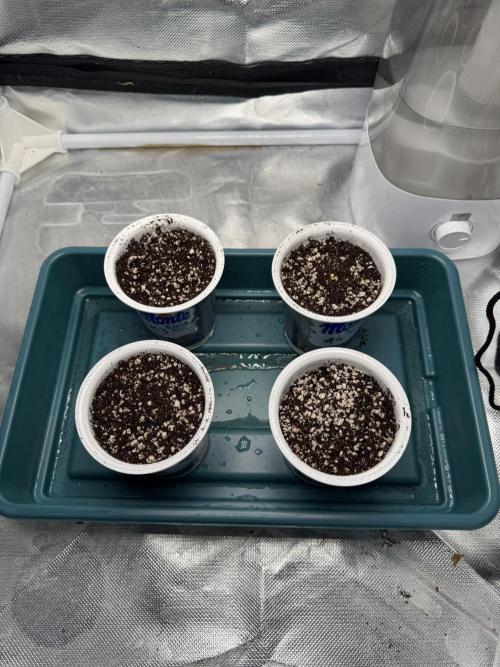 Fruity Durban (Serious Seeds). Week 0