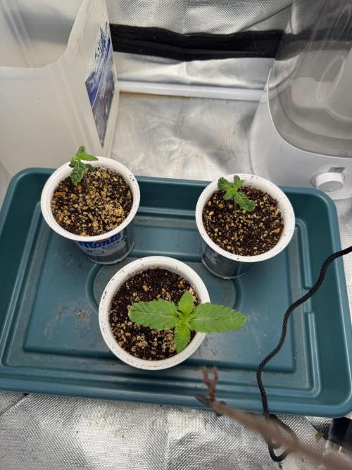 Fruity Durban (Serious Seeds). Week 1