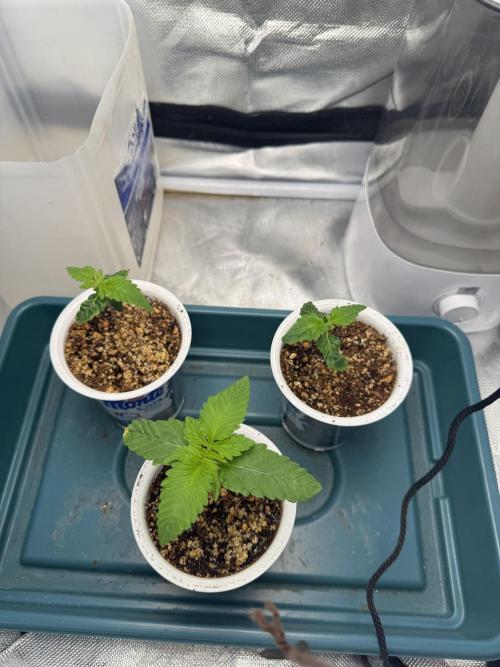 Fruity Durban (Serious Seeds). Week 1