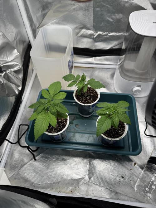 Fruity Durban. Week 3
