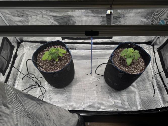 Fruity Durban (Serious Seeds). Week 4