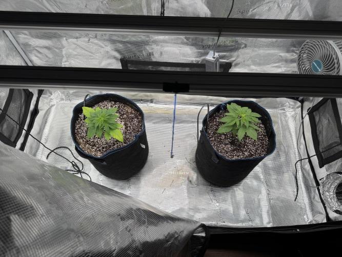 Fruity Durban (Serious Seeds). Week 4