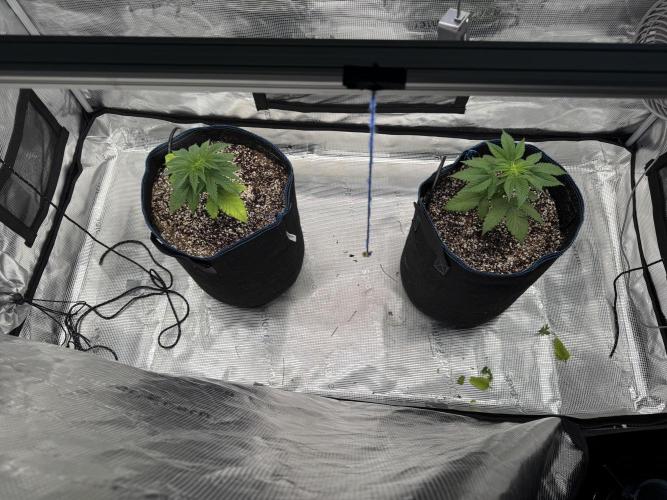 Fruity Durban (Serious Seeds). Week 4