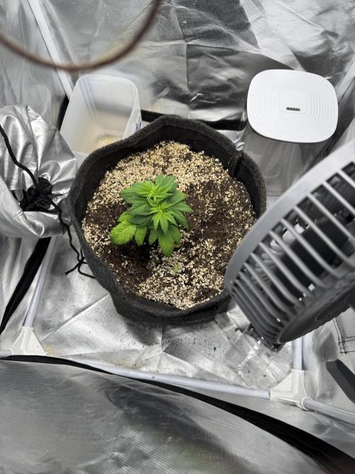 Fruity Durban. Week 4