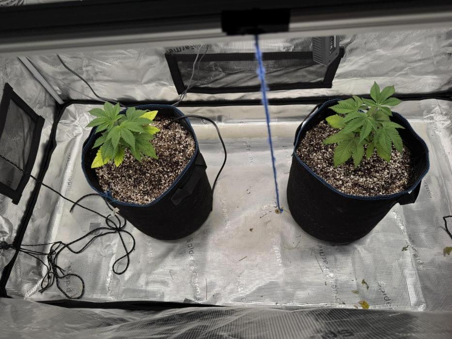 Fruity Durban (Serious Seeds). Week 5