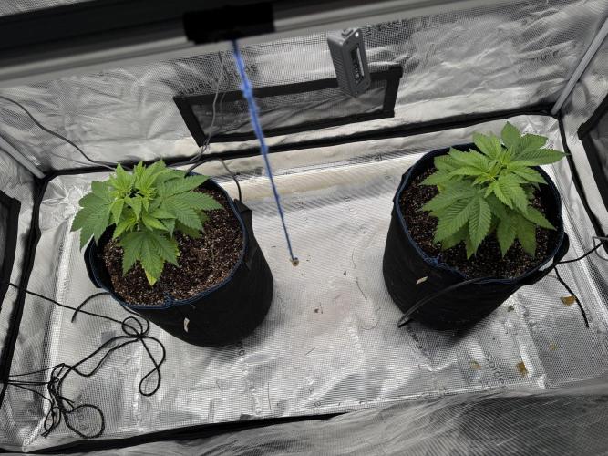 Fruity Durban (Serious Seeds). Week 6