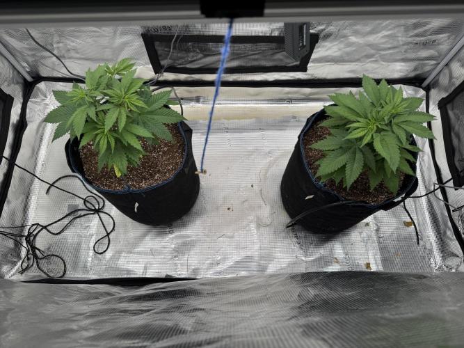 Fruity Durban. Week 6
