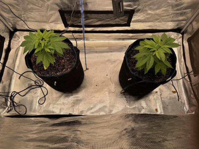 Fruity Durban (Serious Seeds). Week 6