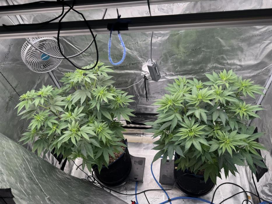 Fruity Durban (Serious Seeds). Week 8