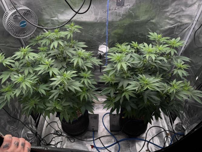 Fruity Durban (Serious Seeds). Week 9