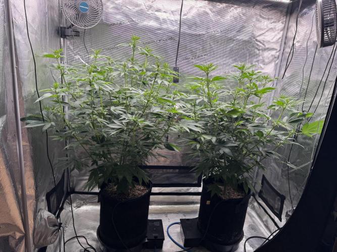 Fruity Durban. Week 9