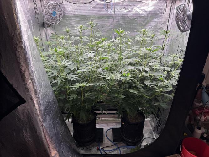 Fruity Durban (Serious Seeds). Week 10