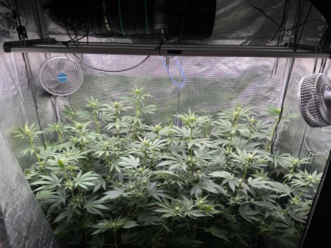 Fruity Durban (Serious Seeds). Week 10