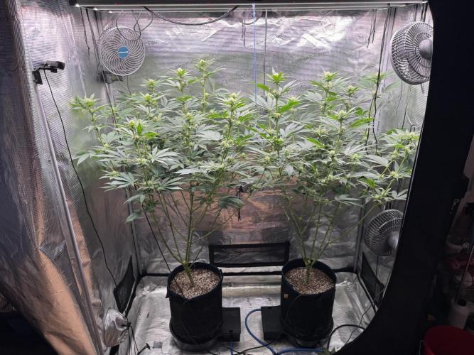 Fruity Durban (Serious Seeds). Week 10