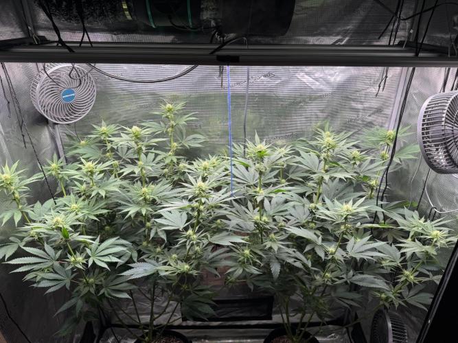 Fruity Durban. Week 10