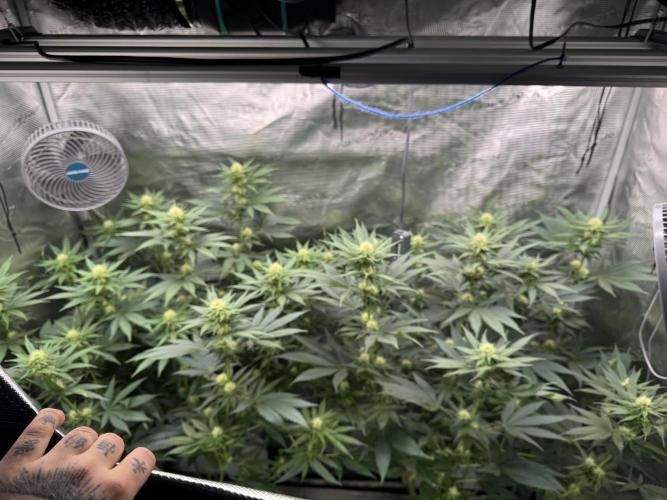 Fruity Durban (Serious Seeds). Week 11