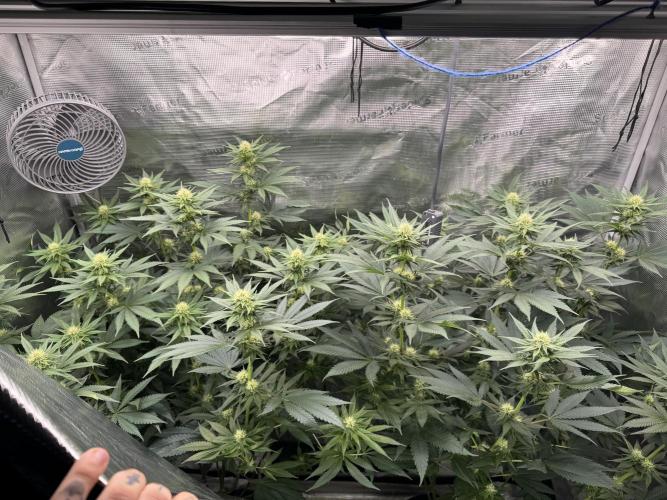 Fruity Durban (Serious Seeds). Week 11