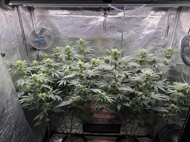 Fruity Durban. Week 11