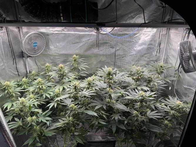 Fruity Durban (Serious Seeds). Week 12
