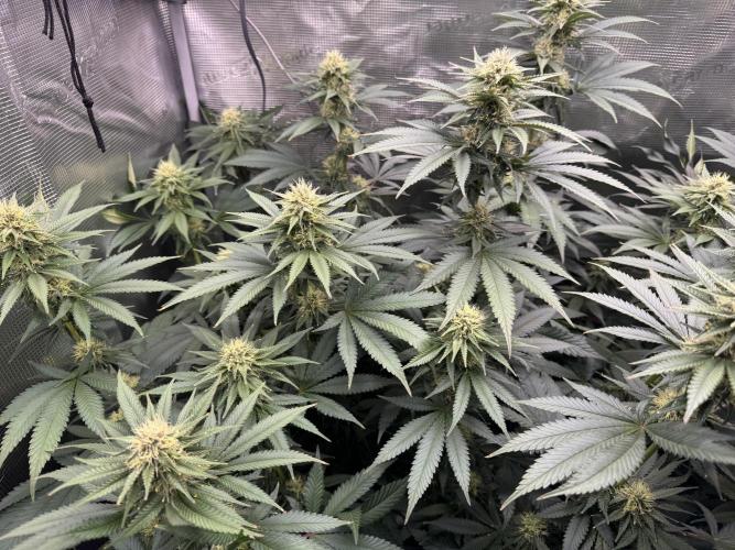 Fruity Durban (Serious Seeds). Week 12