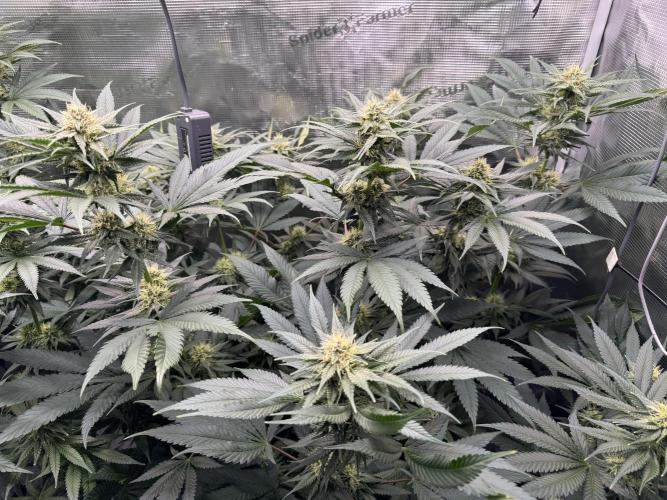 Fruity Durban (Serious Seeds). Week 12