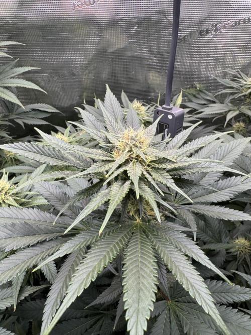 Fruity Durban. Week 12