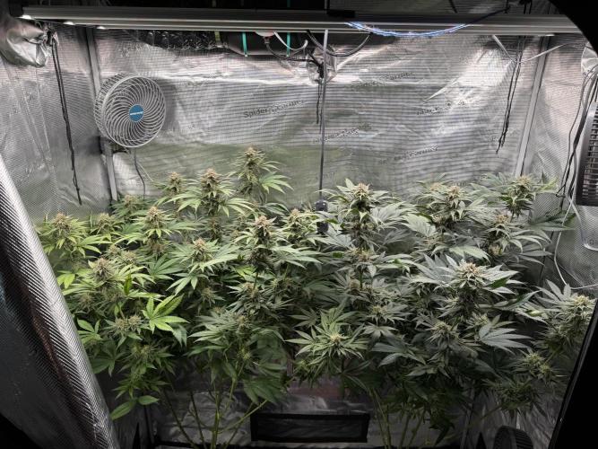 Fruity Durban (Serious Seeds). Week 13