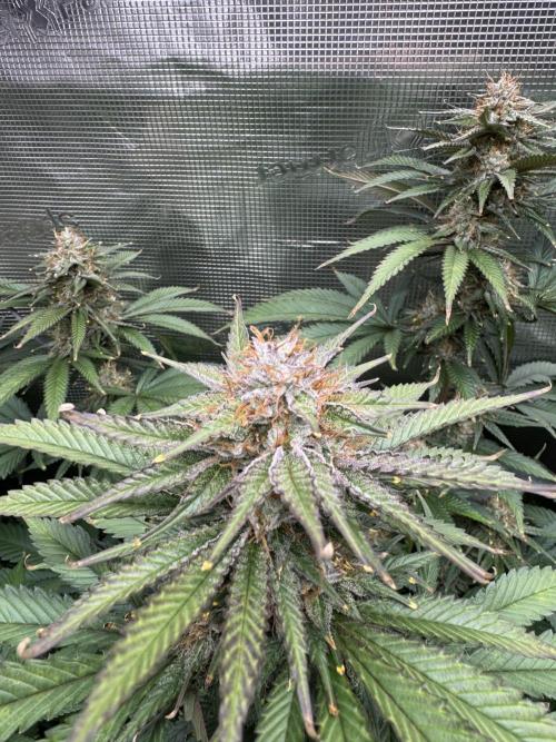 Fruity Durban (Serious Seeds). Week 13